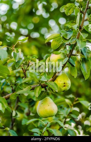 Fruits de poire sur l'arbre entouré de feuilles et de branches d'un arbre Banque D'Images