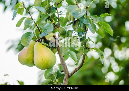 Fruits de poire sur l'arbre entouré de feuilles et de branches d'un arbre Banque D'Images