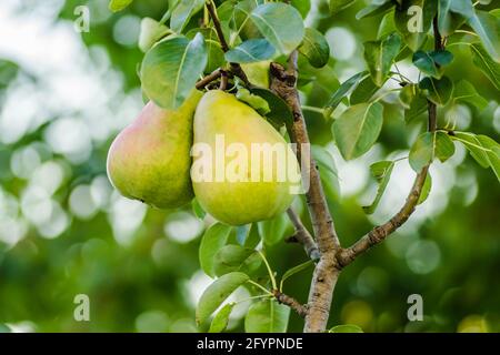 Fruits de poire sur l'arbre entouré de feuilles et de branches d'un arbre Banque D'Images