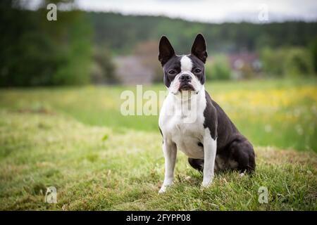 Boston Terrier Banque D'Images