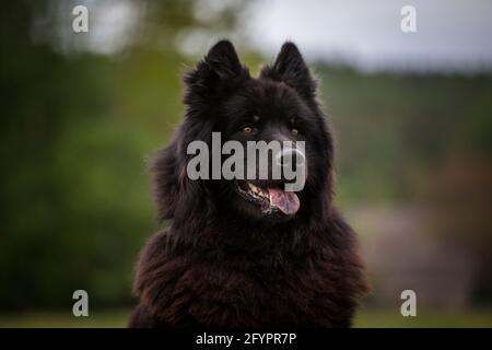 Eurasienne chien Banque D'Images