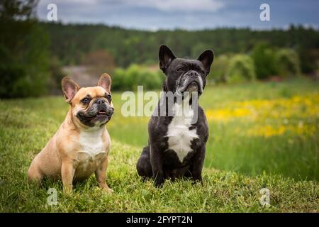 Deux Bulldogs français assis Banque D'Images