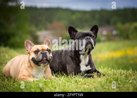 Deux Bulldogs français assis Banque D'Images