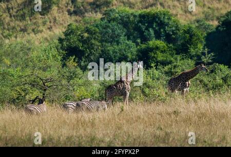 Jiraffa, Giraffa camelopardalis, dans l'environnement de la savane africaine, Parc national Kruger, Afrique du Sud. Banque D'Images