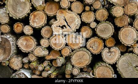 Bois de chauffage pour le poêle. Bois de chauffage sec, bois de chauffage préparé. Bûches prêtes à l'emploi pour allumer un feu. Chanvre de différentes races. Banque D'Images