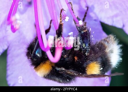 Bad Oeynhausen, Allemagne. 29 mai 2021. Une abeille pend à l'envers des étamines d'une fleur de rhododendron. Crédit : Lino Mirgeler/dpa/Alay Live News Banque D'Images