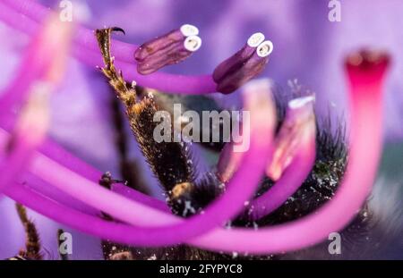 Bad Oeynhausen, Allemagne. 29 mai 2021. Une abeille pend à l'envers des étamines d'une fleur de rhododendron. Crédit : Lino Mirgeler/dpa/Alay Live News Banque D'Images