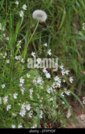 Gros plan de fleurs blanches de Thale cresson sur un arrière-plan flou Banque D'Images