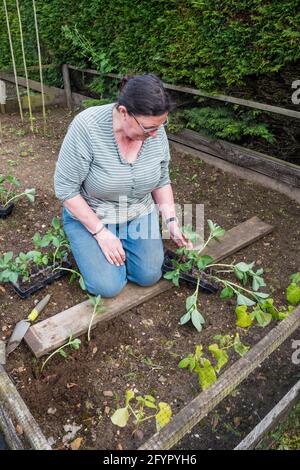 Femme plantant des plantes de haricots larges 'Bunyard's Exhibition' dans un potager ou un lotissement. Banque D'Images