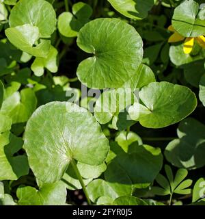 L'asarum europaeum, communément connu sous le nom d'asarabacca, gingembre sauvage européen, noisette et spikenard sauvage, est une espèce de plante à fleurs dans l'armoise Banque D'Images