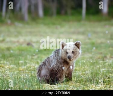 Jeune ours brun qui a l'air assis sur une tourbière finlandaise Banque D'Images