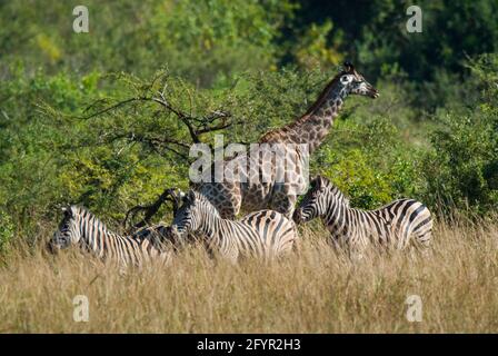 Jiraffa, Giraffa camelopardalis, dans l'environnement de la savane africaine, Parc national Kruger, Afrique du Sud. Banque D'Images