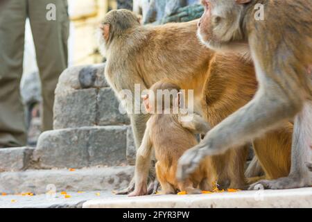 Singes macaques sauvages jouant à l'extérieur au sanctuaire. Banque D'Images