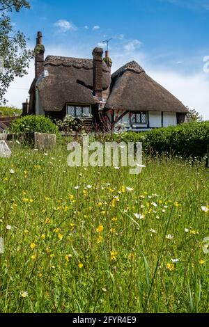 Chaumière et fleur de bois à West Meon, un joli village du Hampshire, Angleterre, Royaume-Uni Banque D'Images