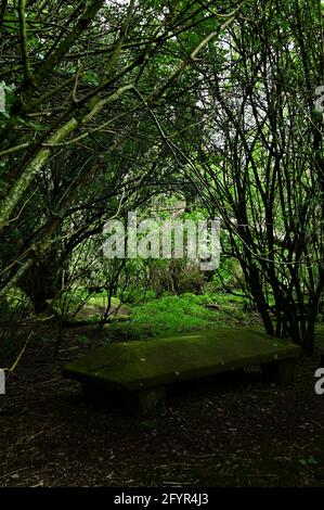 Vue sur les pierres tombales anciennes au milieu des bois sur la rive du Loch Leven à Kinross, en Écosse. Banque D'Images