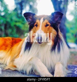 LASSIE EST UNE femelle de Collie enduite rugueuse qui a présenté dans La série de téléviseurs 1954 du même nom Banque D'Images