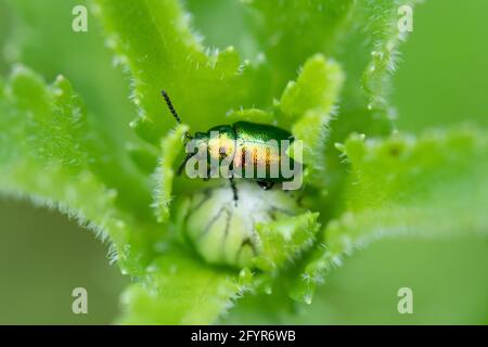 Green Dock Beetle (Gastrophysa viridula) sur le boeuf-oeil Daisy - Écosse, Royaume-Uni Banque D'Images