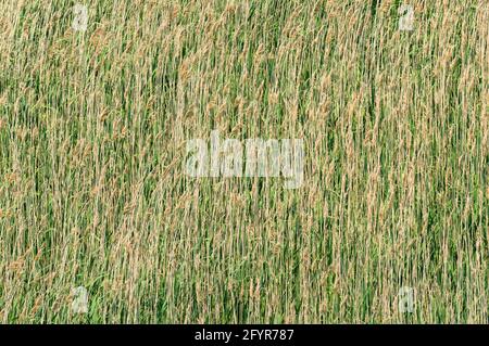 champ d'herbe sèche, gros plan Banque D'Images