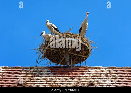 Cigognes sur nid contre ciel bleu, trois cigognes blanches se tiennent à la maison sur le toit de la maison. Vue sur les rancœur sauvages de la famille vivant dans le village ou la ville. Banque D'Images