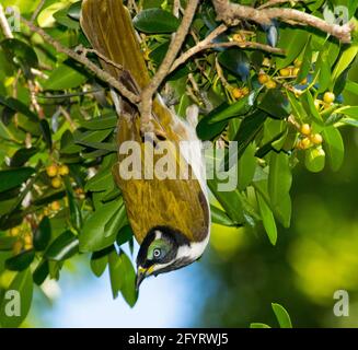 Honeyeater juvénile à face bleue, cyanotis d'Entomyzon, suspendu à l'envers pour atteindre les fruits de figuiers indigènes dans le Queensland en Australie Banque D'Images