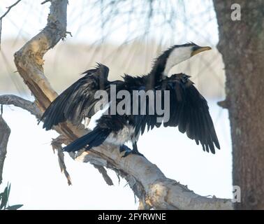 Petit cormoran à pied, Microcarbo melanoleucos, perché sur une branche à côté d'un lac avec des ailes étirées et séchant son plumage dans le Queensland en Australie Banque D'Images