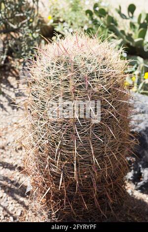 Ferocactus cylindraceus - cactus de tonneau de Californie. Banque D'Images