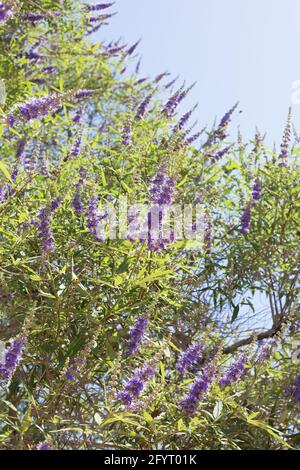 Vitex agnus-castus - chaste, gros plan. Banque D'Images