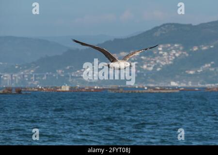 Oiseau jeune Mouette à pattes jaunes volant au-dessus de la mer de ​​the baie de vigo par une journée ensoleillée Banque D'Images