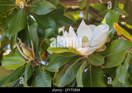fleur de magnolia sur l'arbre en plein air au printemps Banque D'Images