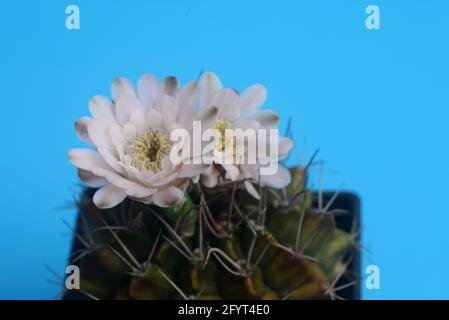 fleur de cactus d'ymnocalycium sur fond bleu avec espace de copie pour texte Banque D'Images