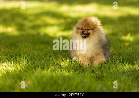 Portrait du joli chien pomeranien au parc Banque D'Images