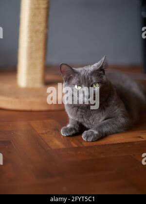 Le chat bleu russe regarde avec colère l'appareil photo Banque D'Images