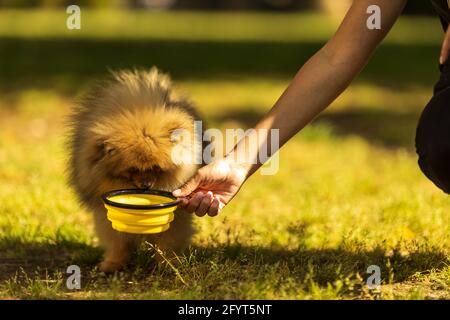 La main d'une personne méconnaissable nourrit un chien spitz de Pomeranian. Le chiot mange de la nourriture sèche dans un bol à l'extérieur Banque D'Images