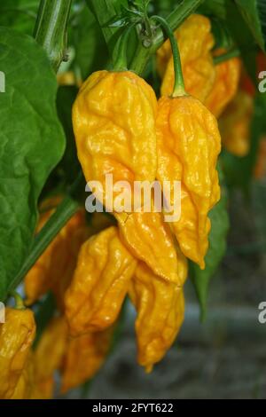 Poivrons Fatalii poussant dans le jardin extérieur avec la lumière naturelle - Capsicum chinense var. Fatalii Banque D'Images