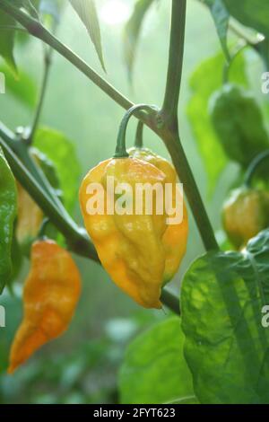 Poivrons Fatalii poussant dans le jardin extérieur avec la lumière naturelle - Capsicum chinense var. Fatalii Banque D'Images