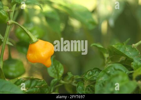 Poivre de capot jaune chaud jamaïcain Scotch Bonnet. Capsicum chinense Banque D'Images