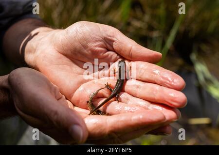 Offenburg, Allemagne. 27 mai 2021. Hubert Laufer, expert en amphibiens, se trouve à côté d'un étang qui tient deux jeunes dans sa main. Selon les spécialistes de la conservation des espèces, la sécheresse de ces dernières années et l'empiètement des humains et de l'industrie sur le paysage menacent de plus en plus les grenouilles, les salamandres et les crapauds du Bade-Wurtemberg. (À dpa 'le nombre d'amphibiens dans la migration des crapauds continue de diminuer significativement') Credit: Philipp von Ditfurth/dpa/Alamy Live News Banque D'Images