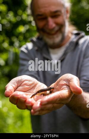 Offenburg, Allemagne. 27 mai 2021. Hubert Laufer, expert en amphibiens, se trouve à côté d'un étang qui tient deux jeunes dans sa main. Selon les spécialistes de la conservation des espèces, la sécheresse de ces dernières années et l'empiètement des humains et de l'industrie sur le paysage menacent de plus en plus les grenouilles, les salamandres et les crapauds du Bade-Wurtemberg. (À dpa 'le nombre d'amphibiens dans la migration des crapauds continue de diminuer significativement') Credit: Philipp von Ditfurth/dpa/Alamy Live News Banque D'Images