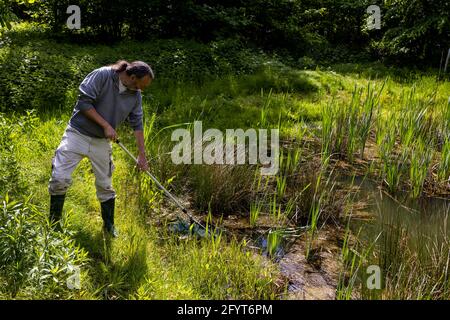 Offenburg, Allemagne. 27 mai 2021. Hubert Laufer, expert en amphibiens, se trouve à côté d'un étang et de poissons pour amphibiens. Selon les spécialistes de la conservation des espèces, la sécheresse de ces dernières années et l'empiètement des humains et de l'industrie sur le paysage menacent de plus en plus les grenouilles, les salamandres et les crapauds du Bade-Wurtemberg. (À dpa 'le nombre d'amphibiens dans la migration des crapauds continue de diminuer significativement') Credit: Philipp von Ditfurth/dpa/Alamy Live News Banque D'Images