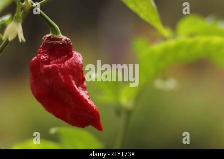 Bhut Jolokia ou Chili fantôme mûrissant à l'usine dans le jardin Banque D'Images