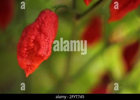 Bhut Jolokia ou Chili fantôme mûrissant à l'usine dans le jardin Banque D'Images