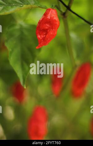 Bhut Jolokia ou Chili fantôme mûrissant à l'usine dans le jardin Banque D'Images