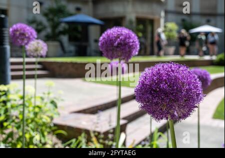 Fleurs violettes vibrantes dans le jardin d'Olguita au centre historique d'Atlanta à Buckhead, Atlanta, Géorgie. (ÉTATS-UNIS) Banque D'Images