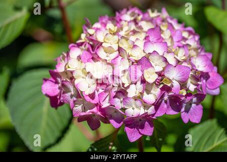 Belle hortensia au centre historique d'Atlanta Goizueta Gardens à Buckhead, Atlanta, Géorgie. (ÉTATS-UNIS) Banque D'Images