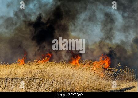 De grandes flammes sur le terrain pendant le feu. Grand feu, beaucoup de fumée noire. Catastrophes écologiques Banque D'Images