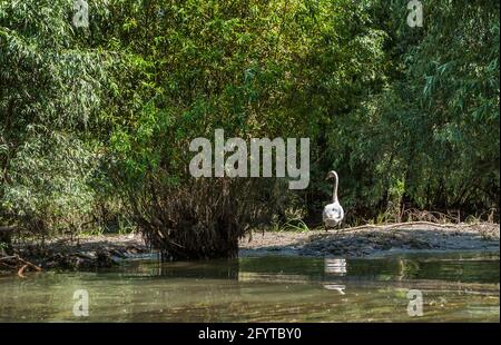 Delta du Danube, cygne blanc dans sa propre région, un des canaux locaux près de Tulcea, Roumanie, Dobrogea, Réserve de biosphère de l'UNESCO Banque D'Images