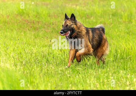 Chien de berger traversant un pâturage vert. Une race croisée d'un chien de berger. La vie dans une ferme de moutons. Banque D'Images