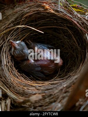 poussin de bulbul moucheté rouge dans un nid Banque D'Images