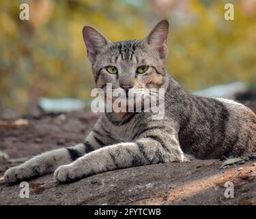 Chat de rue regardant la caméra. Banque D'Images