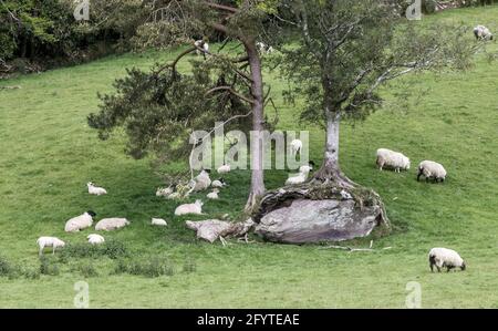 Glengarriff, Cork, Irlande. 29 mai 2021. Les moutons reposent à l'ombre d'un arbre par temps ensoleillé près de Glengarriff, Co. Cork, Irlande. - photo; David Creedon / Anzenberger Banque D'Images